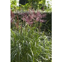 Gräser - Miscanthus sinensis 'Nippon'