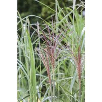 Kategorie <b>Gräser </b> - Miscanthus sinensis 'Malepartus'