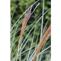 Kategorie <b>Gräser </b> - Miscanthus sinensis 'Kleine Silberspinne'