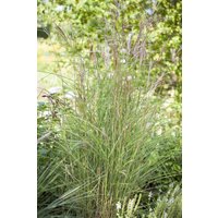 Kategorie <b>Gräser </b> - Miscanthus sinensis 'Kleine Fontäne'