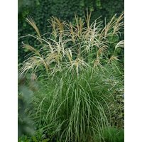 Kategorie <b>Gräser </b> - Miscanthus sinensis 'Hermann Müssel'