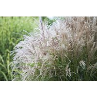 Gräser - Miscanthus sinensis 'Große Silberblüte'