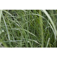 Kategorie <b>Gräser </b> - Miscanthus sinensis 'Graziella'
