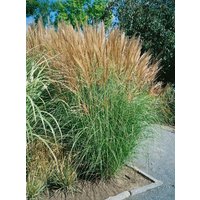 Kategorie <b>Gräser </b> - Miscanthus sinensis 'Goliath'