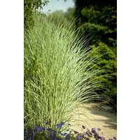 Kategorie <b>Gräser </b> - Miscanthus sinensis 'Goldglanz'