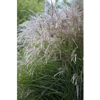 Kategorie <b>Gräser </b> - Miscanthus sinensis 'Federweißer'