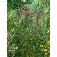 Kategorie <b>Gräser </b> - Miscanthus sinensis 'Dread Locks'