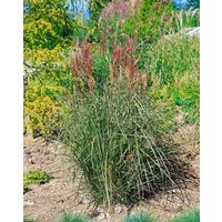 Kategorie <b>Gräser </b> - Miscanthus sinensis 'Cute One'