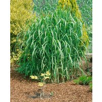 Kategorie <b>Gräser </b> - Miscanthus giganteus 'Aksel Olsen'
