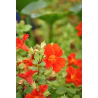 Kategorie <b>Produkt nicht gewünscht </b> - Mimulus cupreus 'Roter Kaiser'