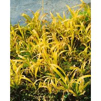 Gräser - Milium effusum 'Aureum'