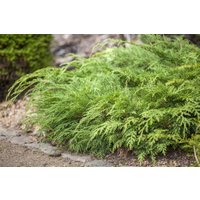 Kategorie <b>Nadelbäume u. Koniferen </b> - Microbiota decussata