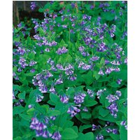 Stauden - Mertensia virginica