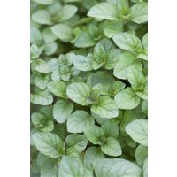 Kräuter- und Teepflanzen - Mentha x piperita var.citrata