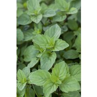 Kategorie <b>Produkt nicht gewünscht </b> - Mentha x piperita var. citrata 'Lemon'