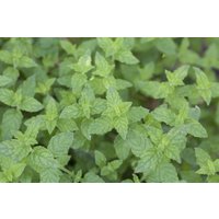 Kräuter- und Teepflanzen - Mentha x piperita 'Multimentha'