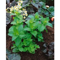 Kategorie <b>Kräuter- und Teepflanzen </b> - Mentha x piperita 'Mitcham'