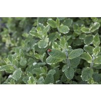 Kategorie <b>Produkt nicht gewünscht </b> - Mentha suaveolens 'Variegata'