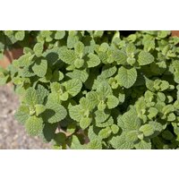 Kategorie <b>Produkt nicht gewünscht </b> - Mentha suaveolens