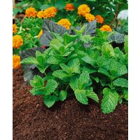 Kategorie <b>Produkt nicht gewünscht </b> - Mentha spicata ssp.hispanica