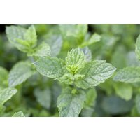 Kategorie <b>Produkt nicht gewünscht </b> - Mentha spicata 'Maroccan'