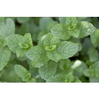 Kategorie <b>Produkt nicht gewünscht </b> - Mentha spicata