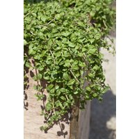 Kategorie <b>Produkt nicht gewünscht </b> - Mentha requienii