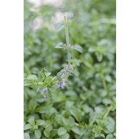 Kategorie <b>Produkt nicht gewünscht </b> - Mentha pulegium