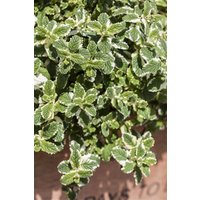 Kategorie <b>Produkt nicht gewünscht </b> - Mentha arvensis