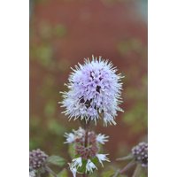 Kategorie <b>Produkt nicht gewünscht </b> - Mentha aquatica