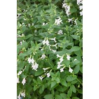 Kategorie <b>Produkt nicht gewünscht </b> - Melittis melissophyllum 'Alba'
