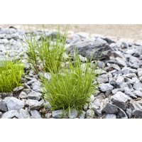 Kategorie <b>Gräser </b> - Melica ciliata