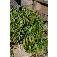 Gräser - Melica altissima 'Atropurpurea'