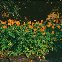 Kategorie <b>Produkt nicht gewünscht </b> - Meconopsis cambrica 'Aurantiaca'