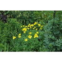 Kategorie <b>Produkt nicht gewünscht </b> - Meconopsis cambrica