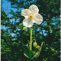 Kategorie <b>Produkt nicht gewünscht </b> - Meconopsis betonicifolia 'Alba'