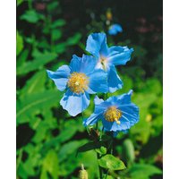 Kategorie <b>Produkt nicht gewünscht </b> - Meconopsis betonicifolia