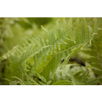 Kategorie <b>Gräser </b> - Matteuccia struthiopteris