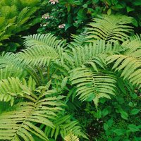 Kategorie <b>Gräser </b> - Matteuccia orientalis