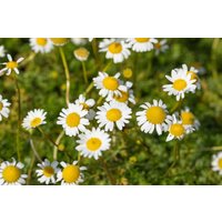 Kategorie <b>Stauden </b> - Matricaria caucasica