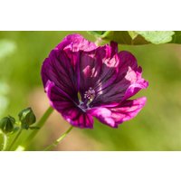 Kategorie <b>Produkt nicht gewünscht </b> - Malva sylvestris ssp.mauritiana
