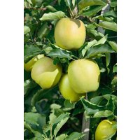 Obst - Malus domestica 'Mutsu'