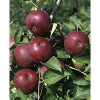 Kategorie <b>Obst </b> - Malus domestica 'McIntosh'