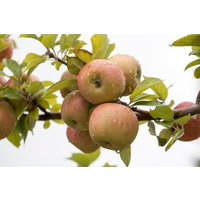 Kategorie <b>Obst </b> - Malus domestica 'Goldpermäne'