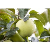 Obst - Malus 'Weißer Klarapfel' CAC