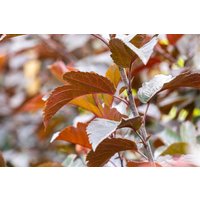 Kategorie <b>Blütensträucher und Ziergehölze </b> - Malus 'Scarlett' CAC