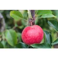 Kategorie <b>Blütensträucher und Ziergehölze </b> - Malus 'Roter Berlepsch' CAC