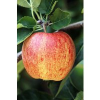 Kategorie <b>Obst </b> - Malus 'Ontario' CAC