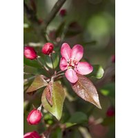 Kategorie <b>Blütensträucher und Ziergehölze </b> - Malus 'Liset' CAC