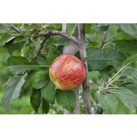 Kategorie <b>Obst </b> - Malus 'Gravensteiner' CAC